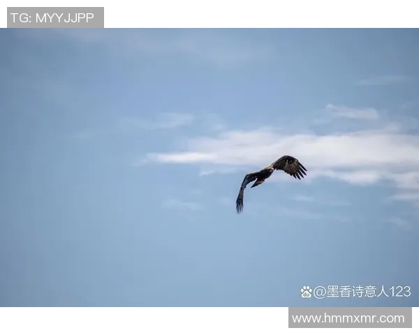 飞翔的王者：探秘老鹰的生活习性与捕猎技巧