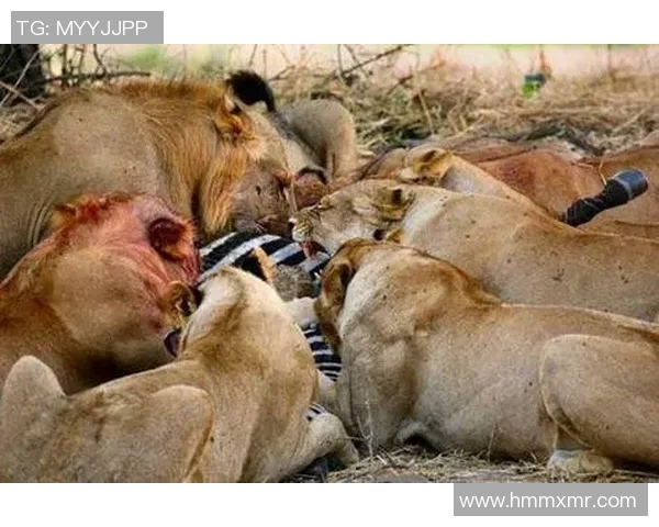 灰熊栖息地的生态保护与人类活动的影响分析及应对策略 灰熊栖息地的生态保护与人类活动的影响分析及应对策略